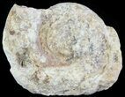 Cut and Polished Lower Jurassic Ammonite - England #62571-1